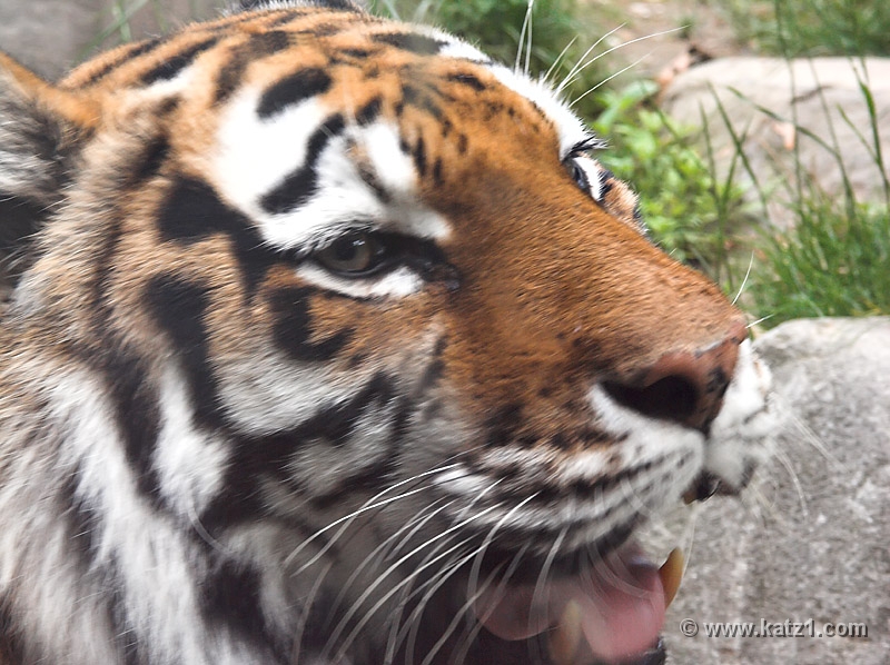Tiger Eyes